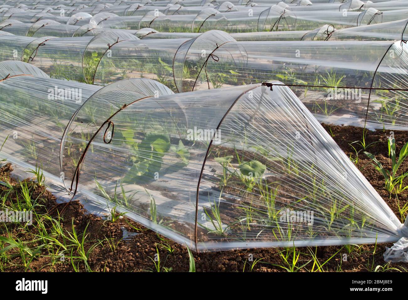 Rows of mini greenhouses,  propagating vegetable seeds, ventilated clear plastic product. Stock Photo