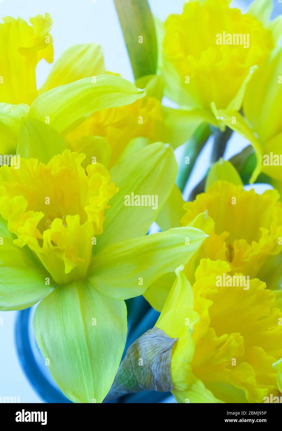 Beautiful Bouquet of Yellow Daffodils Stock Photo - Alamy