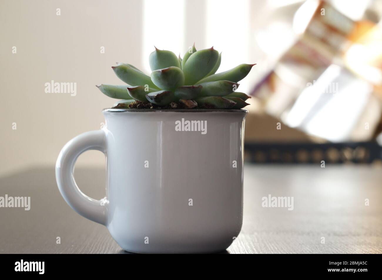 Group of various indoor cacti and succulent plants in pots isolated on a white background Stock