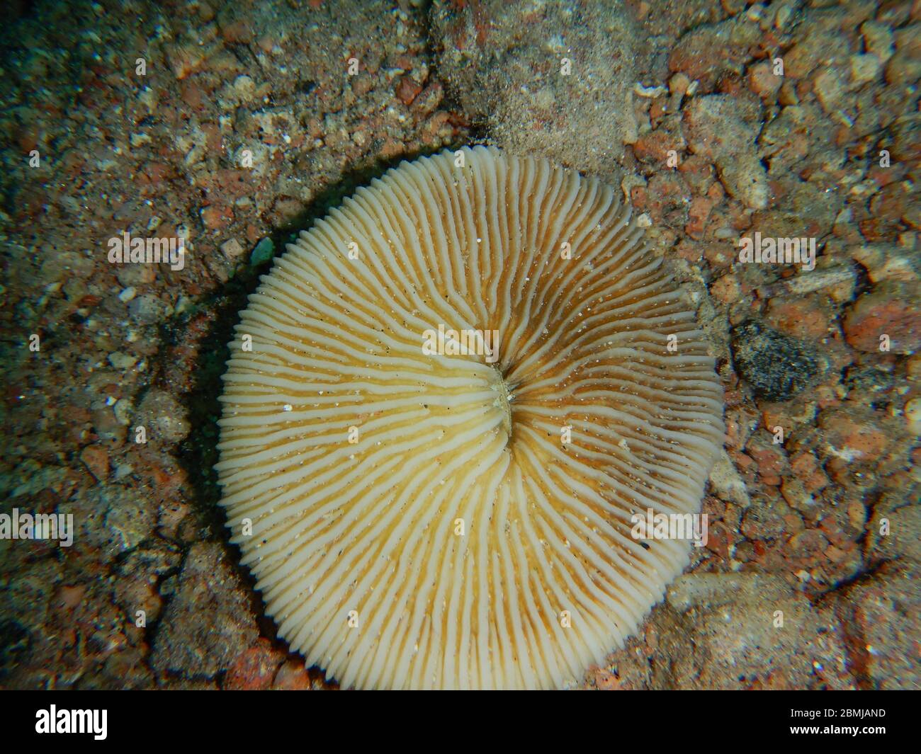 View of Coral reef ecosystem hi-res stock photography and images - Alamy