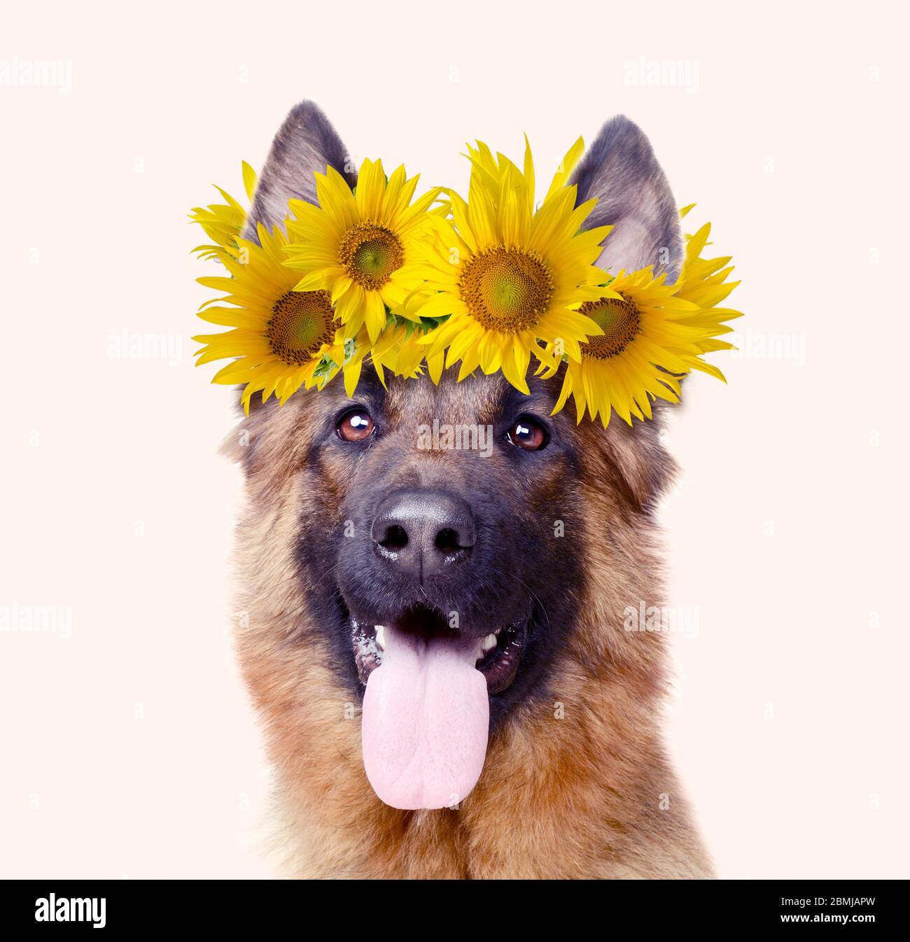 Yellow german shepherd puppy sales