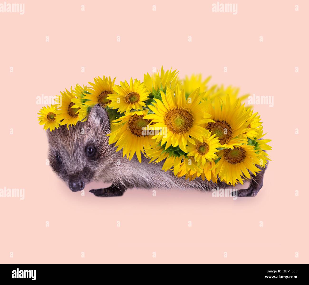 Cute little Hedgehog covered by flowers of bright yellow sunflowers against pastel background. Animal portrait poster. Stock Photo