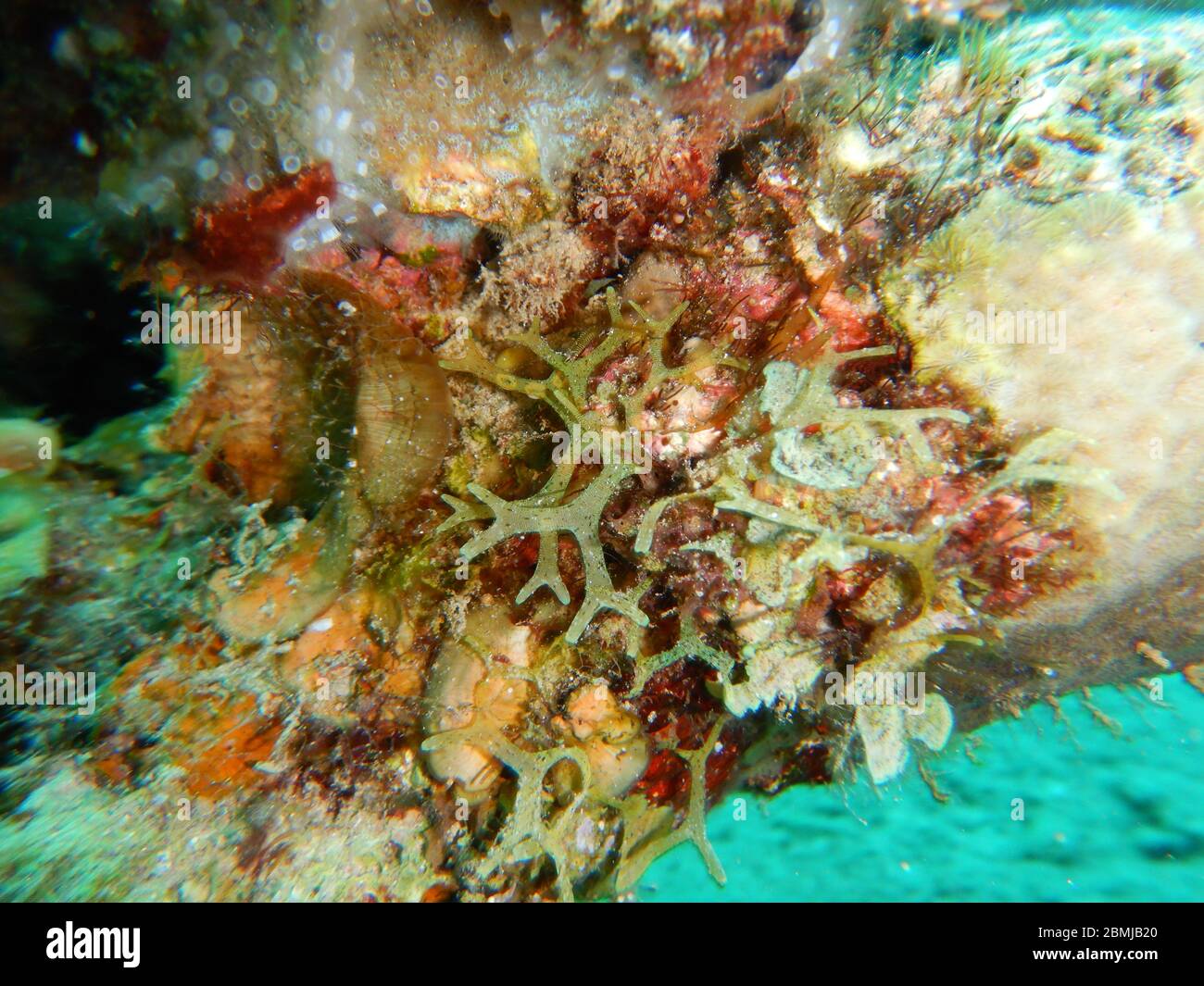 seaweeds, Algae, Macroalgae, Stock Photo