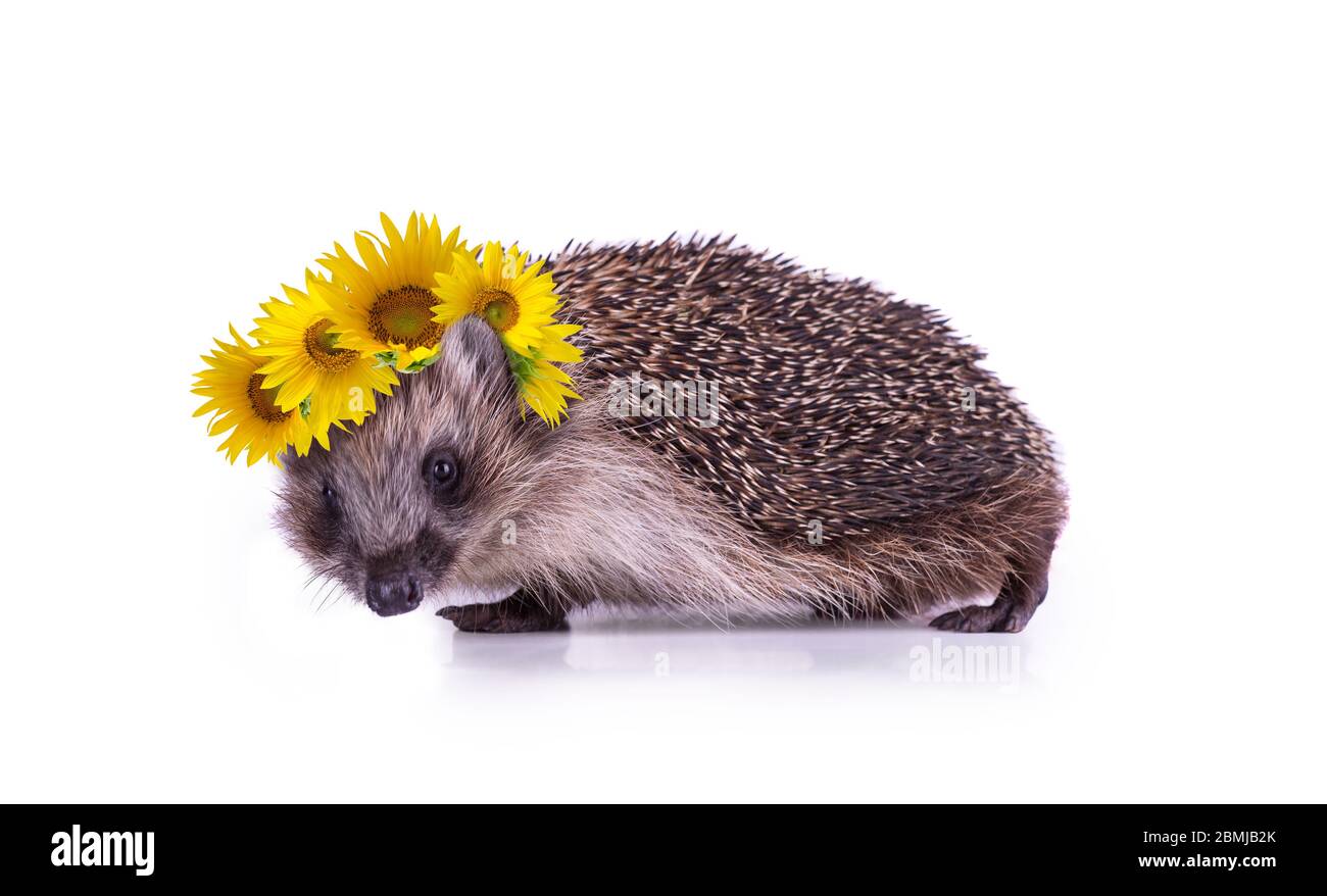 Cute little Hedgehog wearing a floral crown of bright yellow sunflowers against a white background. Animal portrait poster. Stock Photo