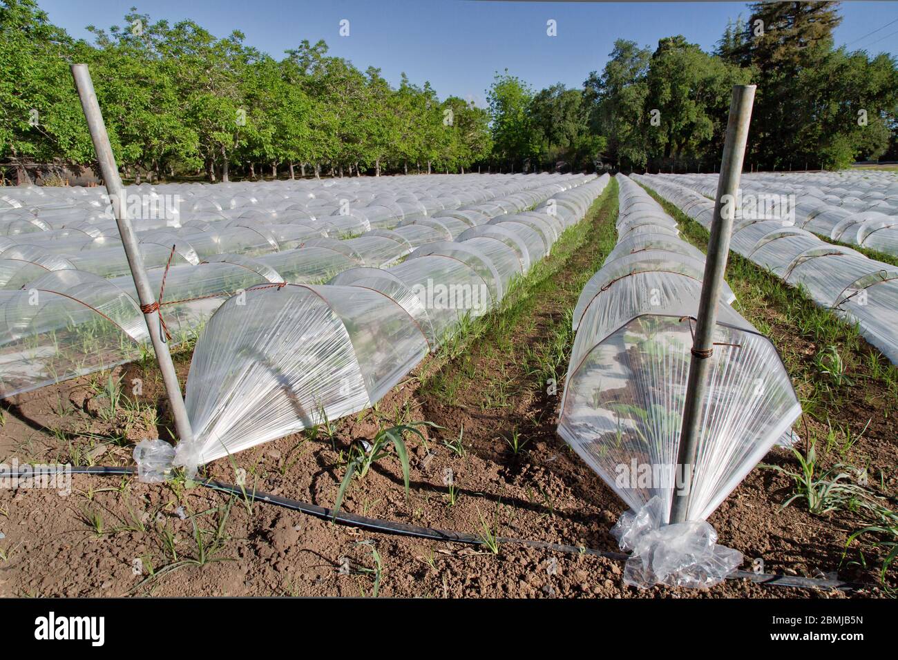 Rows of mini greenhouses,  propagating vegetable seeds, ventilated clear plastic product. Stock Photo