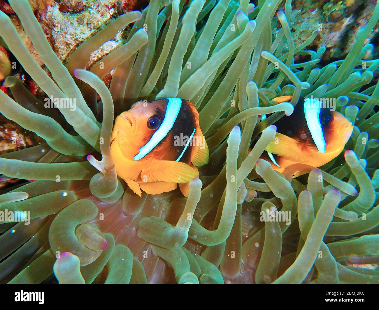Nemo fish, sea anemone, anemone fish, Amphiprioninae, Clownfish Stock Photo