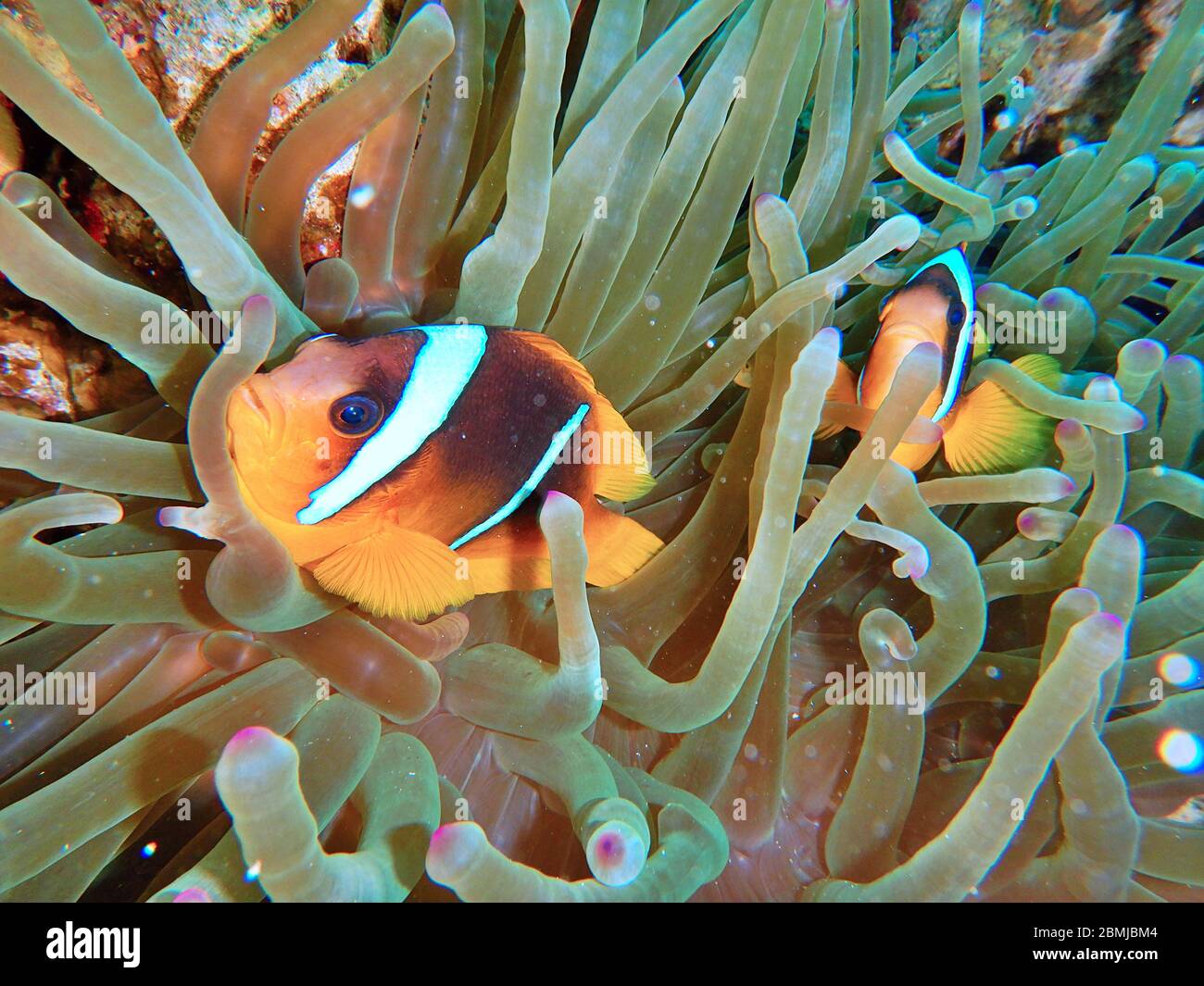 Nemo Fish Sea Anemone Anemone Fish Amphiprioninae Clownfish Stock Photo Alamy