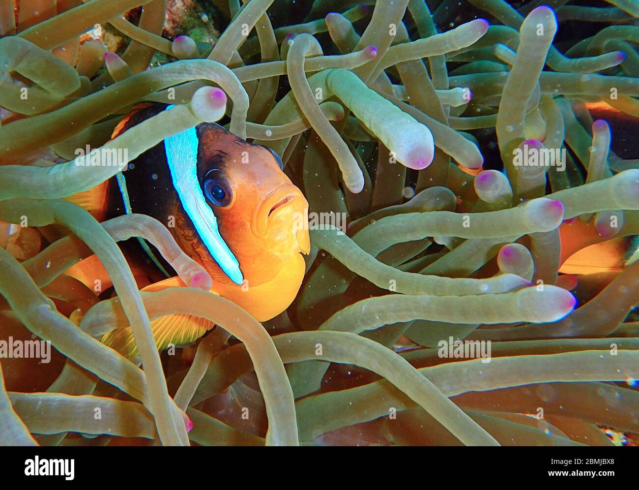 Nemo fish, sea anemone, anemone fish, Amphiprioninae, Clownfish Stock Photo