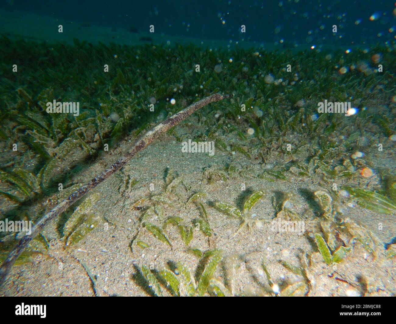 pipefish Stock Photo