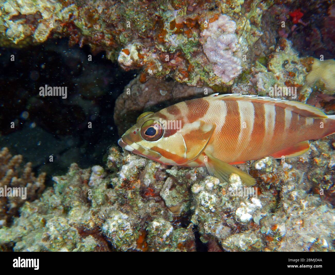 Coral reef fishes in Ras Muhammad National Park Stock Photo