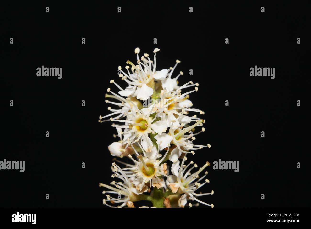 Flower in black macro background prunus lusitanica family rosaceae high quality print Stock Photo
