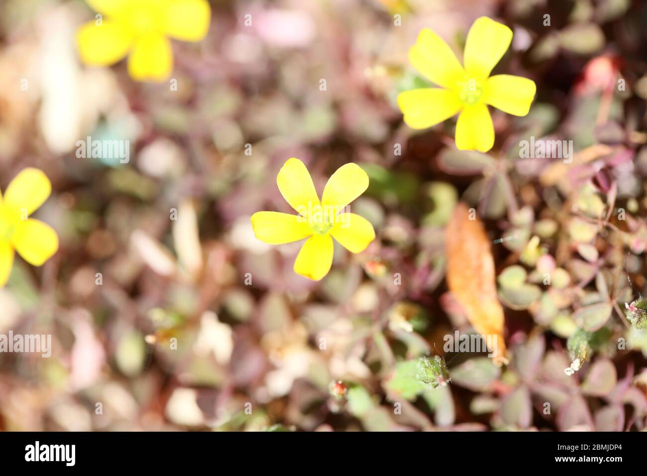 Wild yellow flower macro background oxalis corniculata family oxalidaceae high quality print Stock Photo