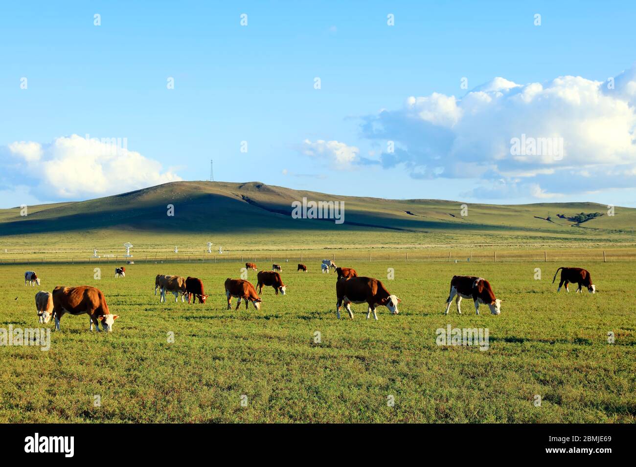 A herd of cattle are eating grass on the grassland Stock Photo - Alamy
