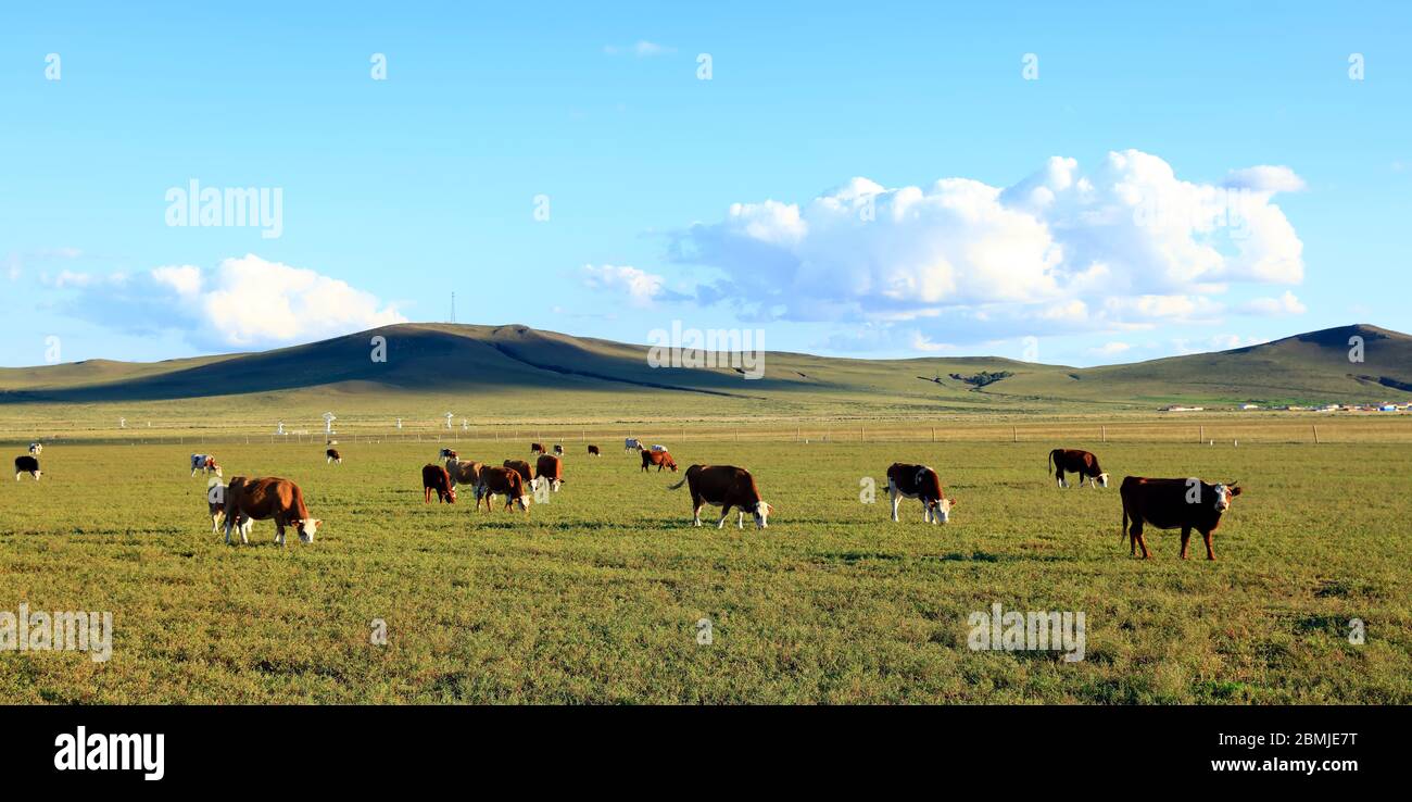 A herd of cattle are eating grass on the grassland Stock Photo - Alamy