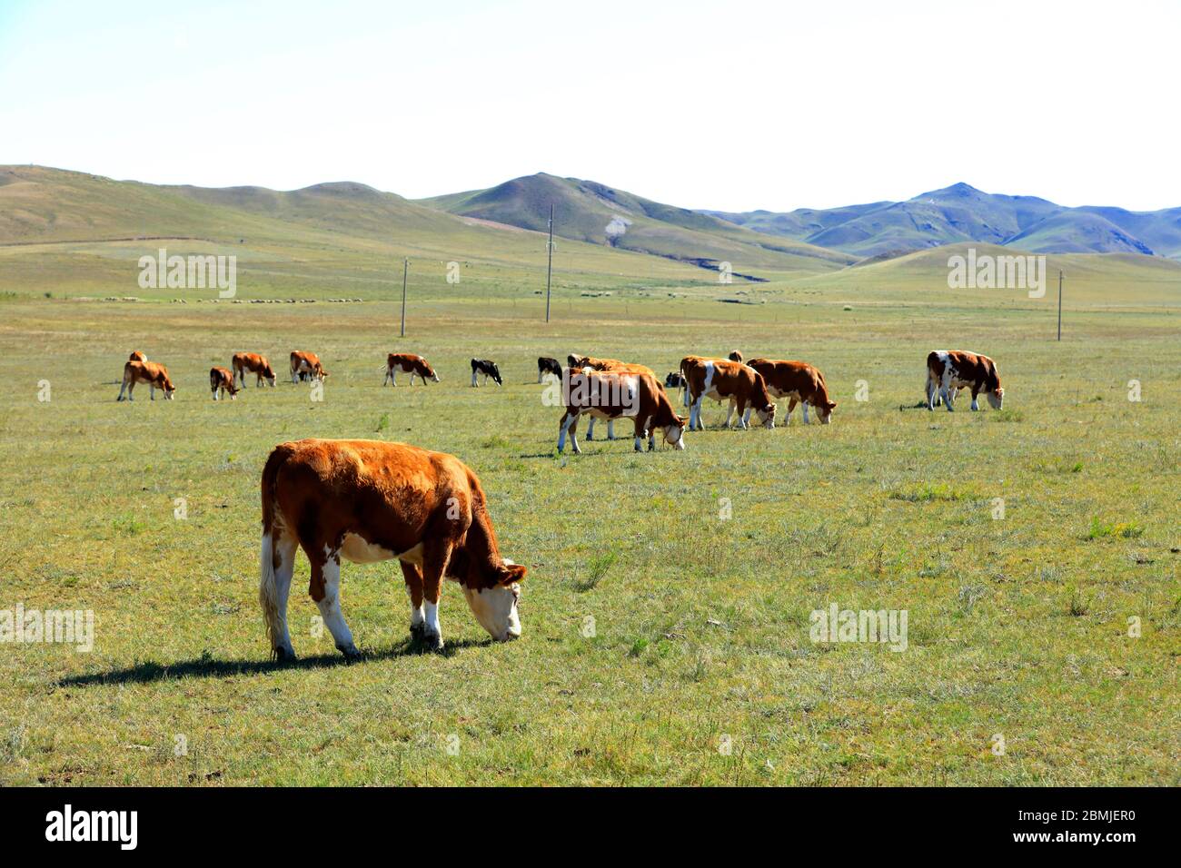 A herd of cattle are eating grass on the grassland Stock Photo