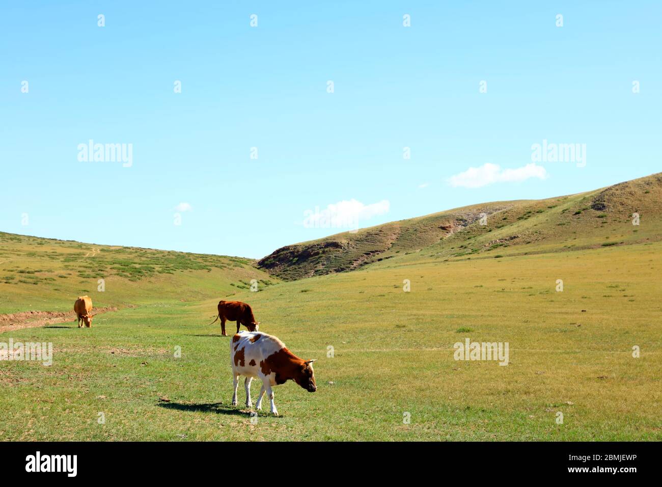 A herd of cattle are eating grass on the grassland Stock Photo - Alamy