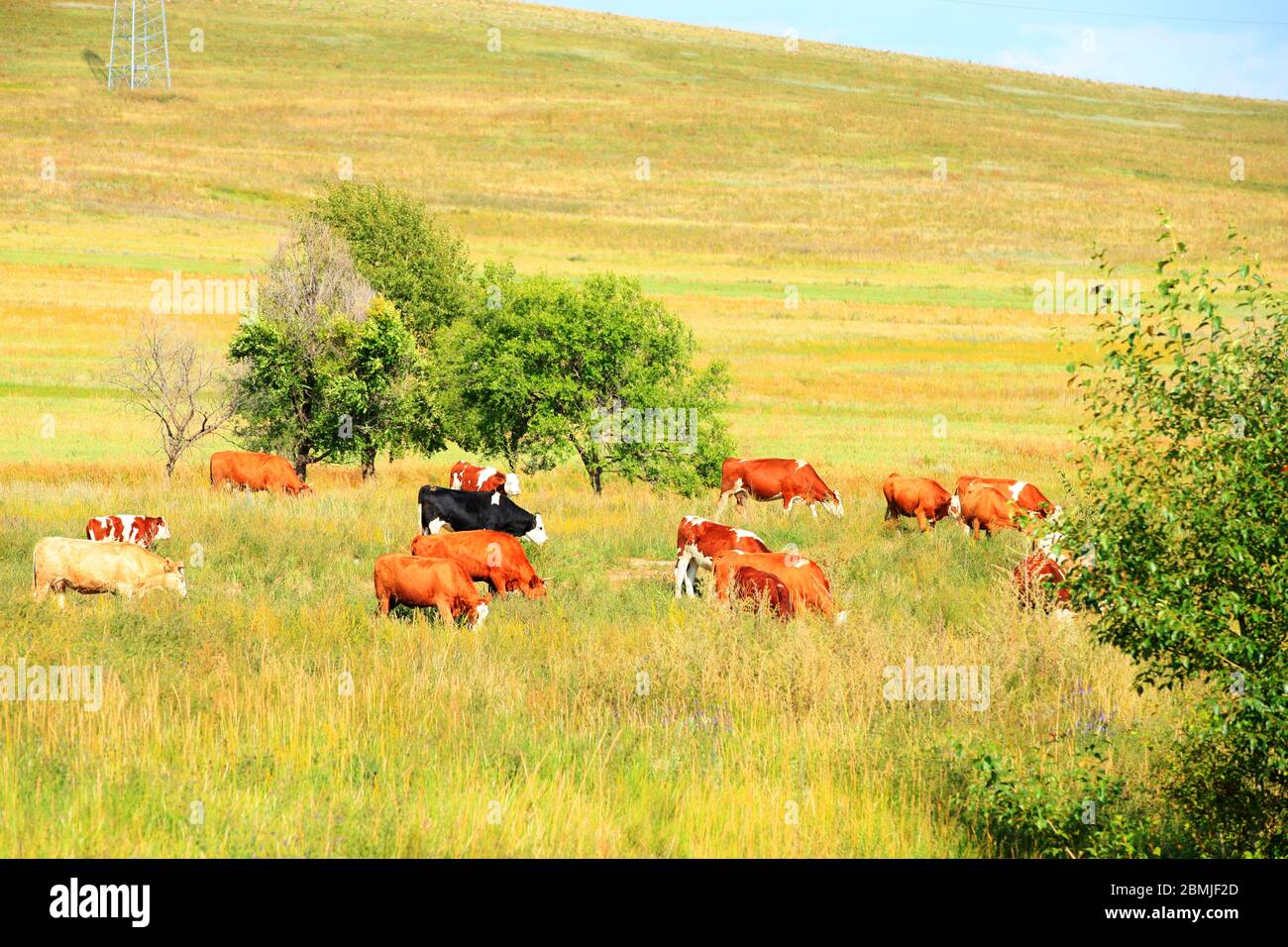 A herd of cattle are eating grass on the grassland Stock Photo - Alamy