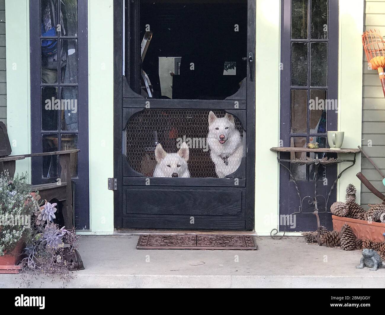 Dogs waiting at front door for master to arrive. Stock Photo