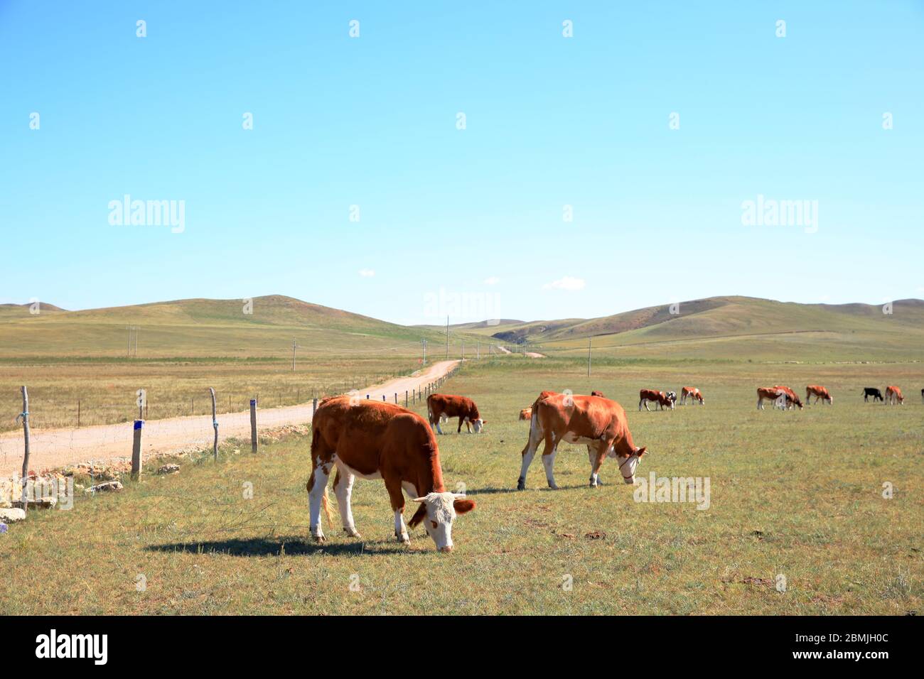 A herd of cattle are eating grass on the grassland Stock Photo - Alamy