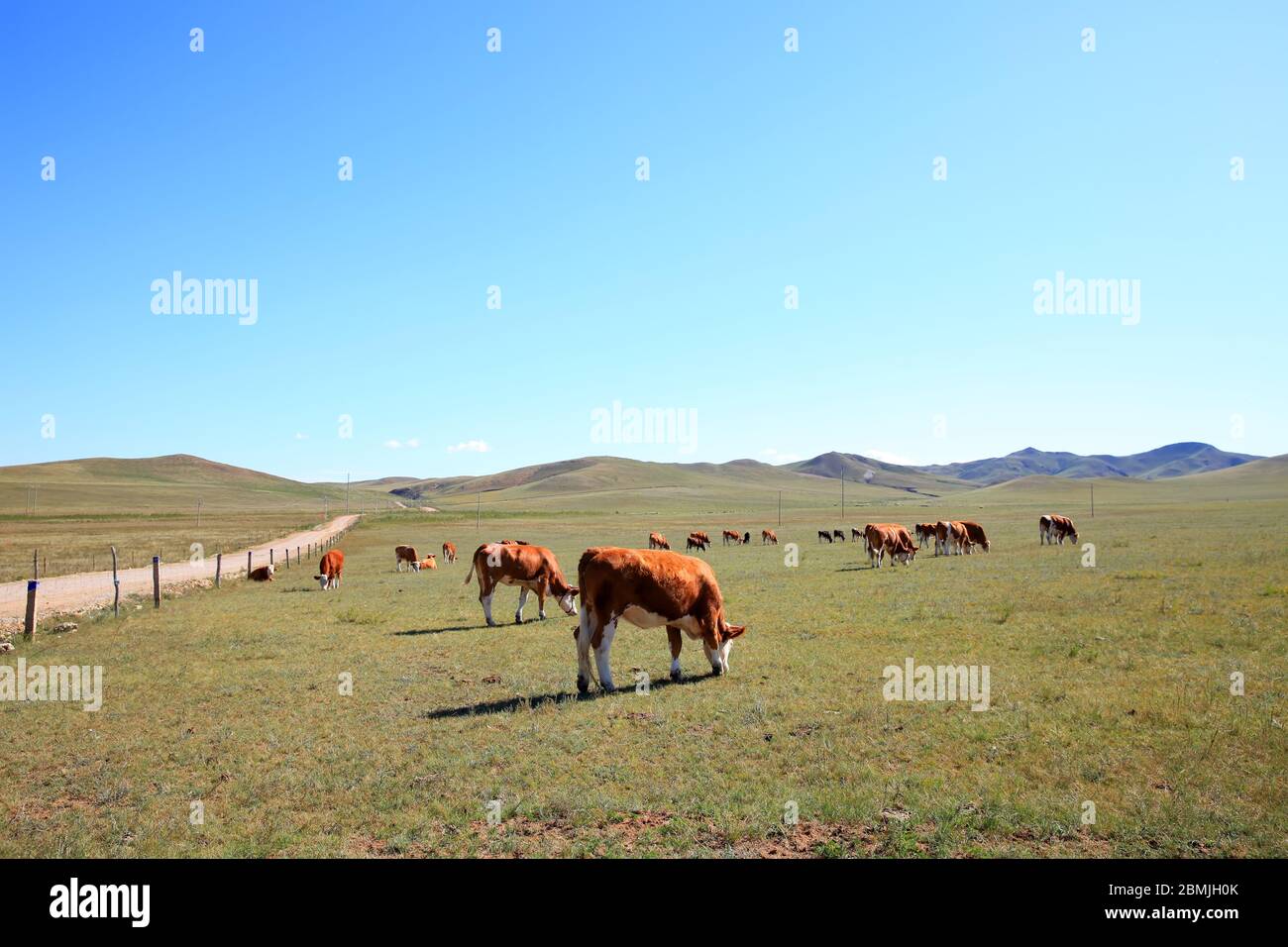 A herd of cattle are eating grass on the grassland Stock Photo - Alamy