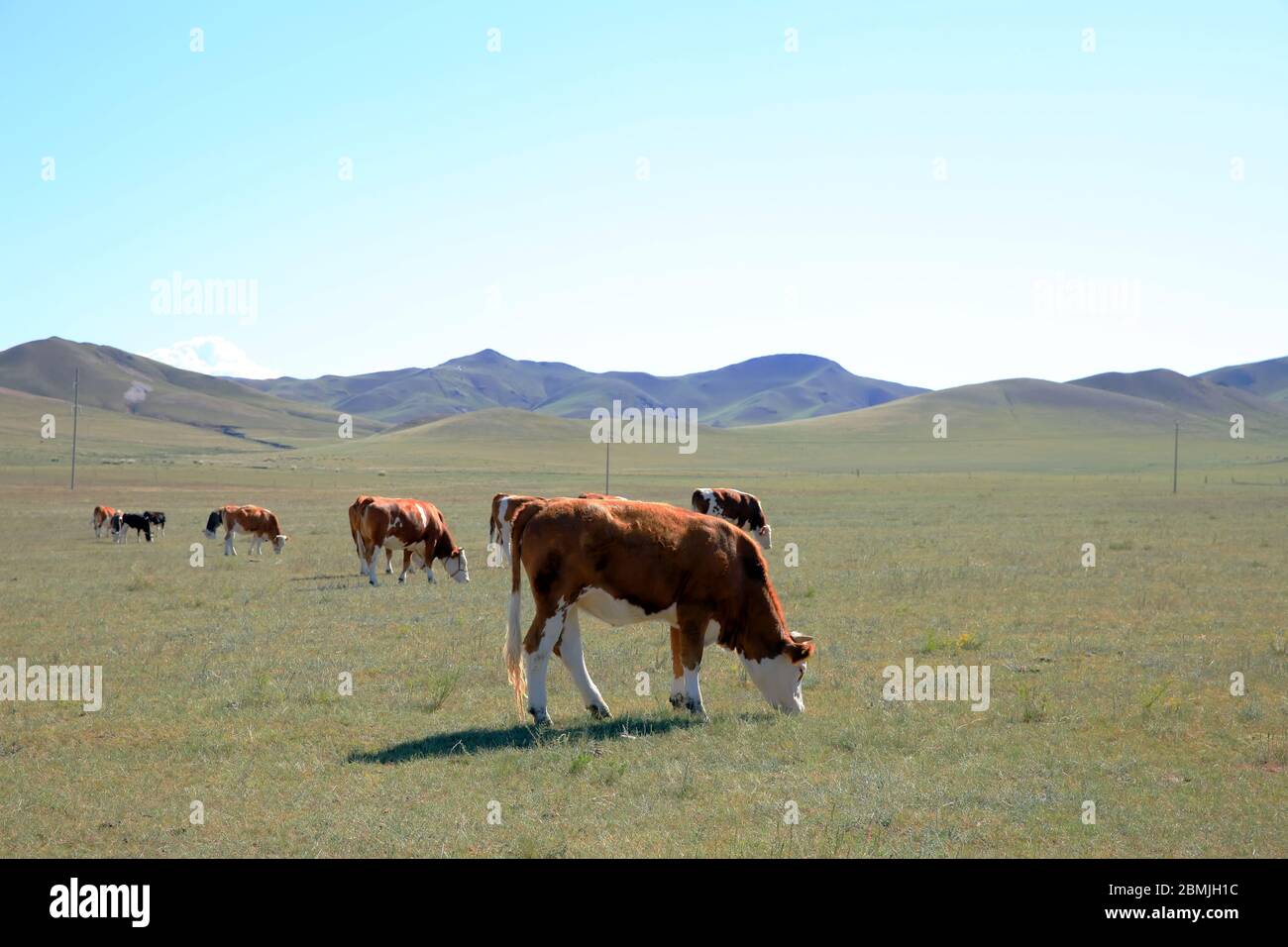 A herd of cattle are eating grass on the grassland Stock Photo