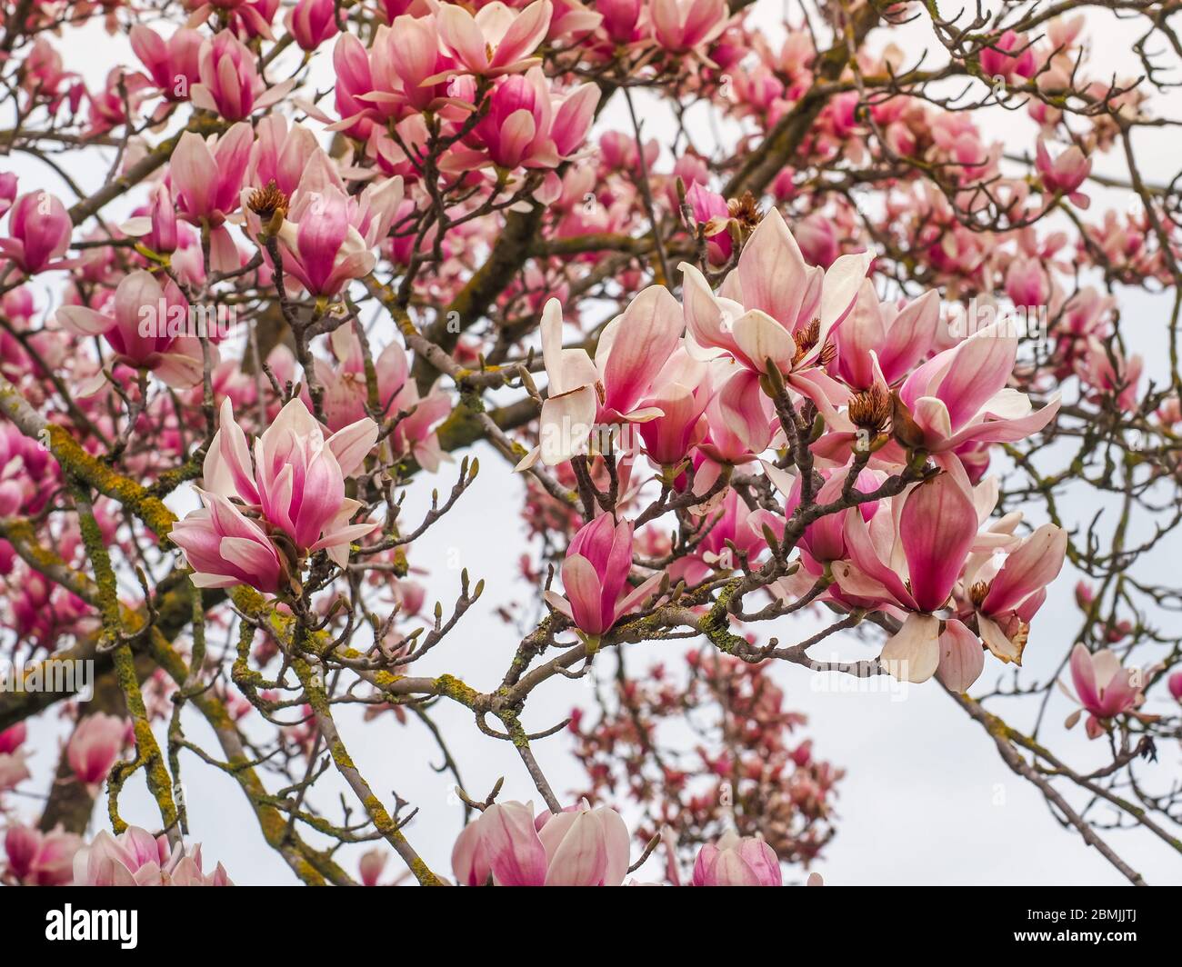 Saucer Magnolia or Magnolia x soulangeana, flowering plant in the family Magnoliaceae. Deciduous woody-orchid tree with large early-bloom pink flowers Stock Photo