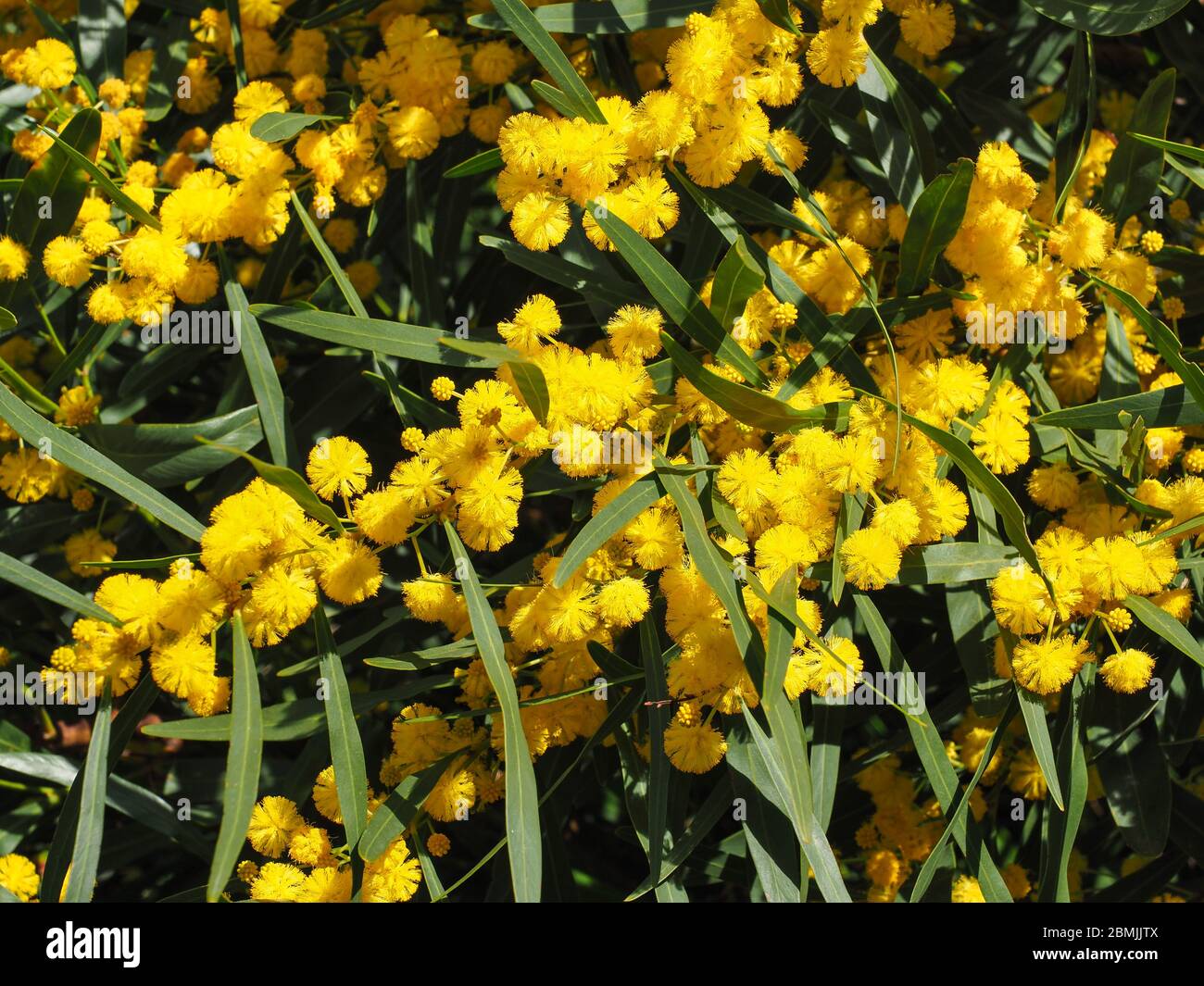 Branch with narrow leaves and yellow ball-like flowers. Acacia Pycnantha or golden Wattle shrub of the subfamily Mimosoideae of pea family Fabaceae. Stock Photo