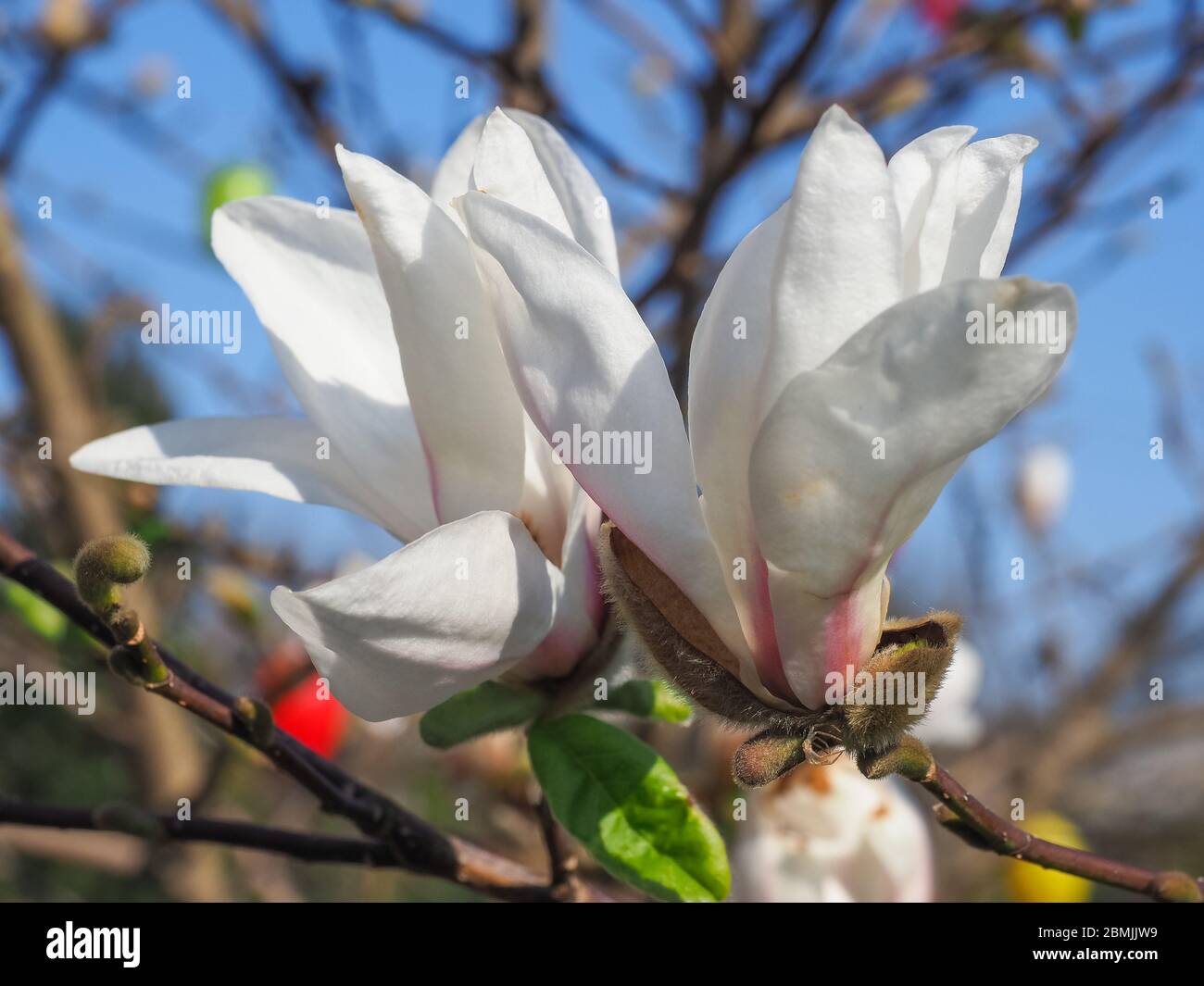 Magnolia stellata Royal Star with pure white flowers in the blue sky background.Star Magnolia is decorative flowering plant of the Magnoliaceae family Stock Photo
