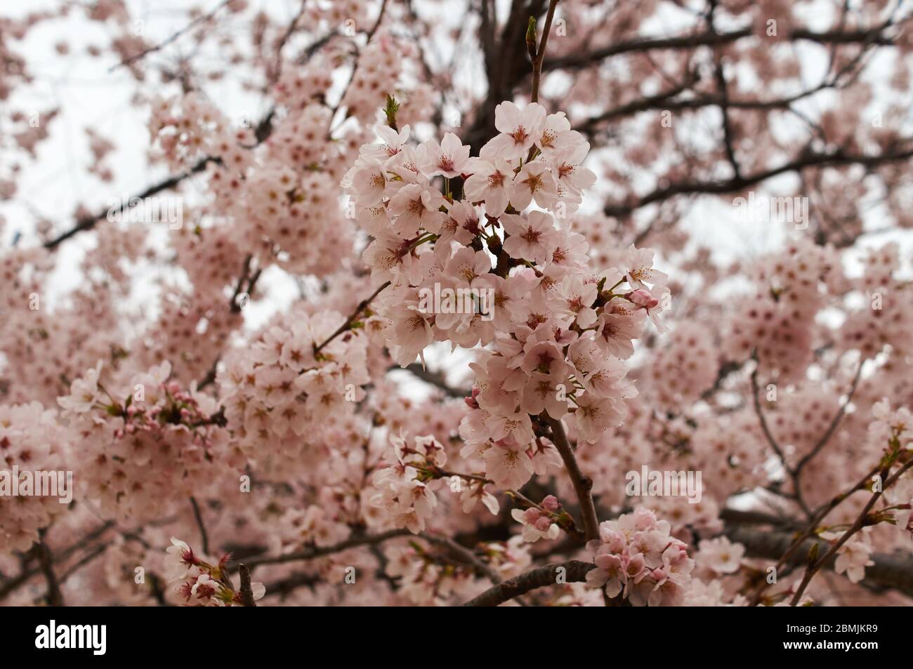 cherry blossom tree from cherry blossom festival, jinhae, South Korea Stock Photo Alamy