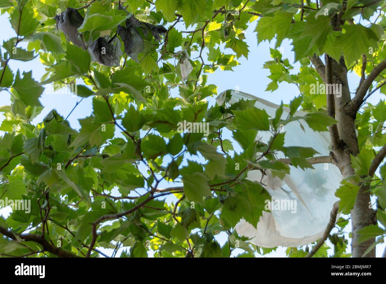 https://c8.alamy.com/comp/2BMJMR7/a-close-up-view-of-plastic-bags-that-have-got-caught-up-in-a-trees-branches-2BMJMR7.jpg