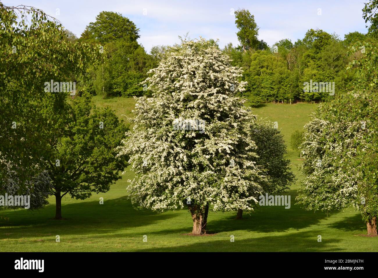 Hawthorns full bloom hires stock photography and images Alamy