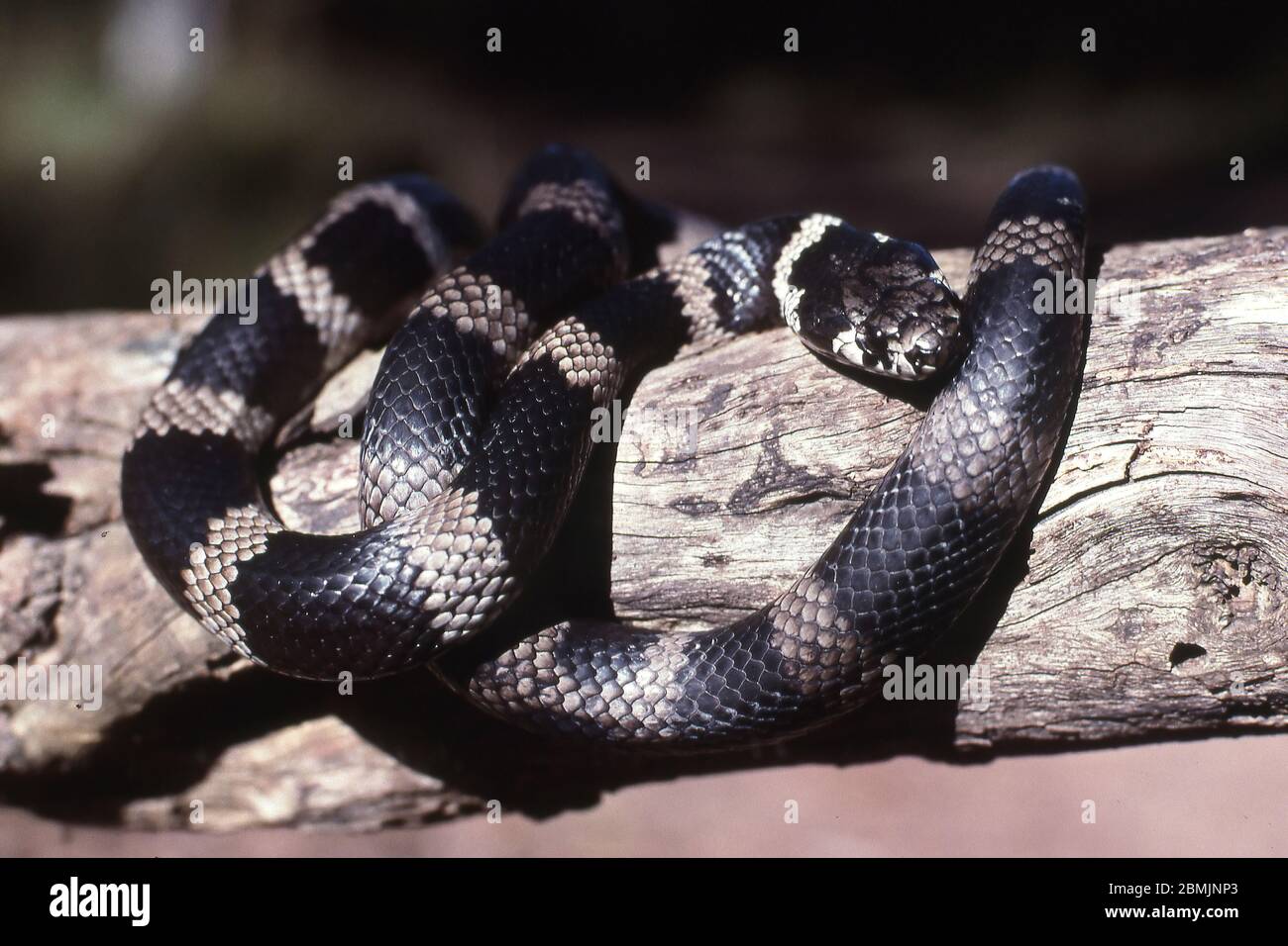 Stephen's Banded Snake Stock Photo - Alamy
