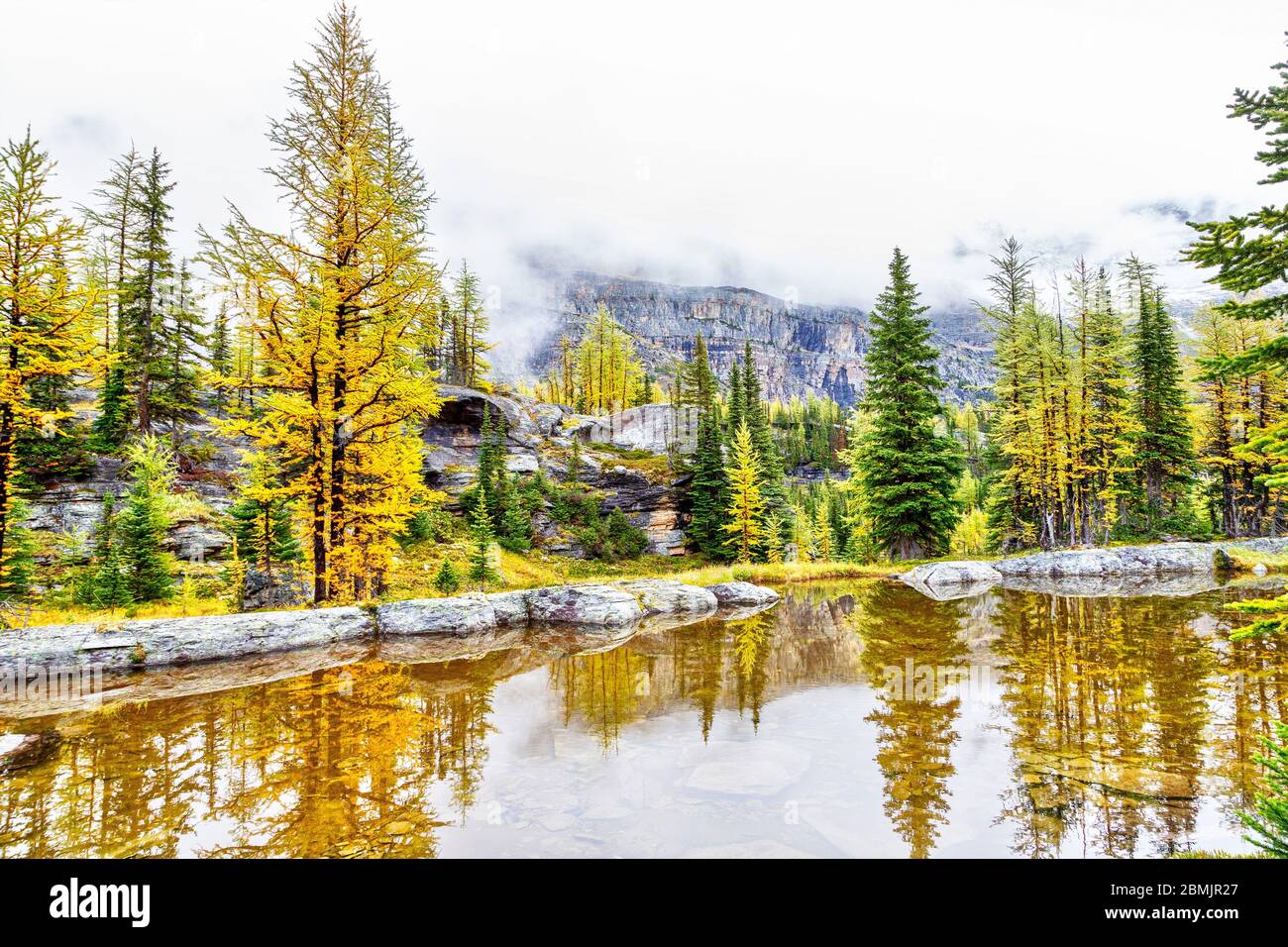 Golden larch trees in Autumn reflect onto the calm waters of a small ...