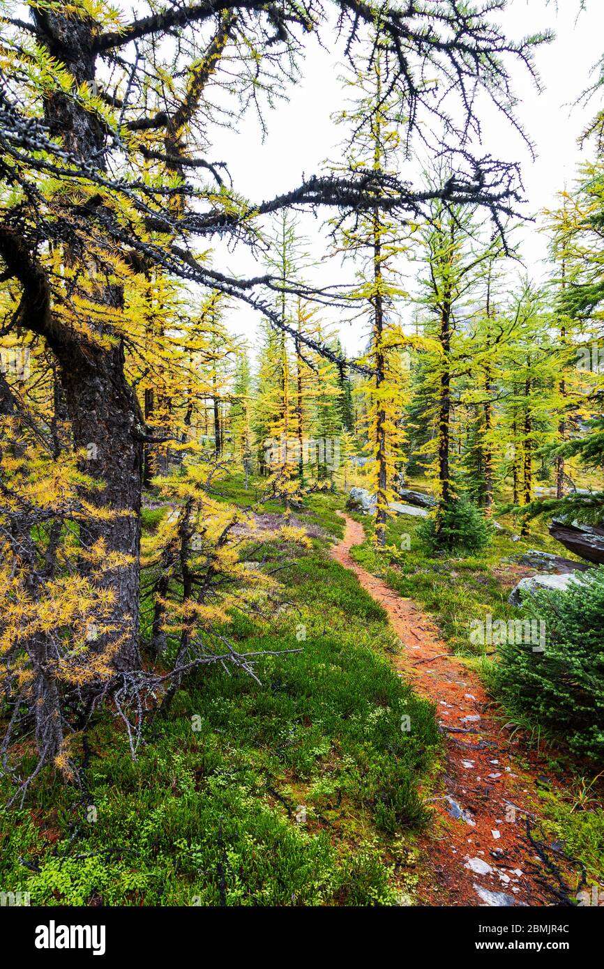 Hiking in yoho national park hi-res stock photography and images - Alamy