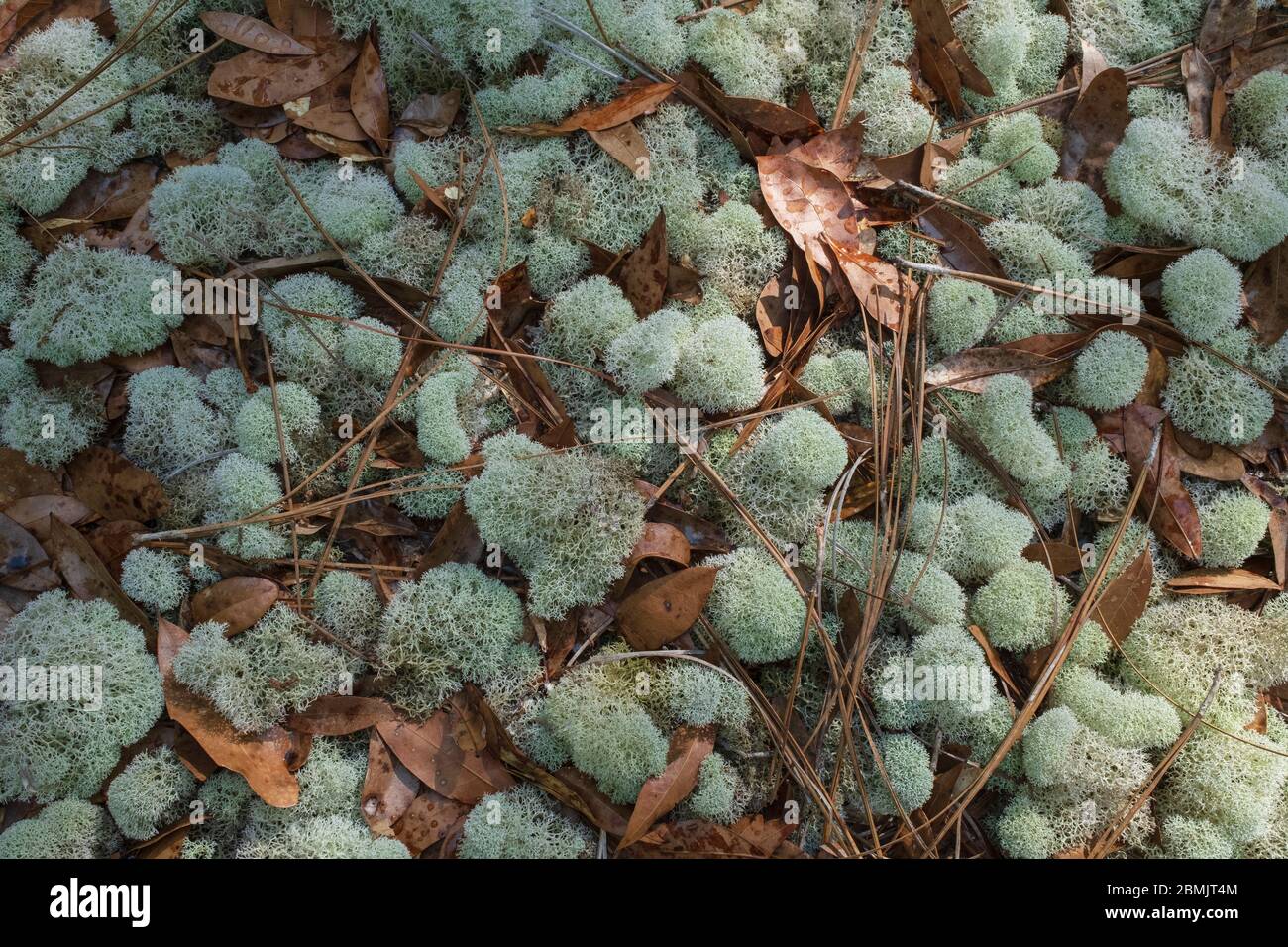 Cladonia evansii, Deer moss, Reindeer moss, Powderduff Lichen. A ground leichen. Here along the Florida trail in Dunnellon, Florida. Marion County, FL Stock Photo