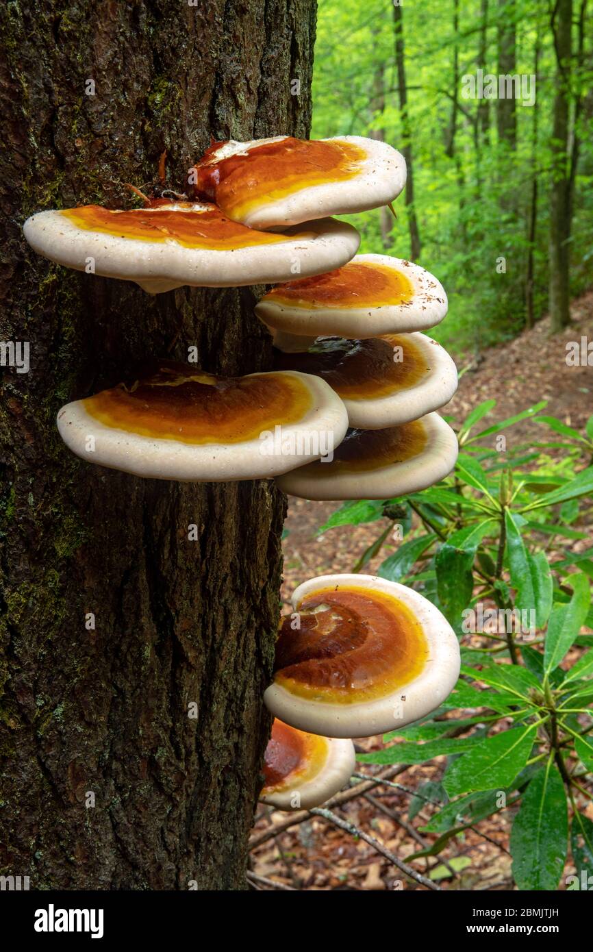 Ganoderma species of polypore fungi growing on tree bark - North Slope Trail, Pisgah National Forest, Brevard, North Carolina, USA Stock Photo