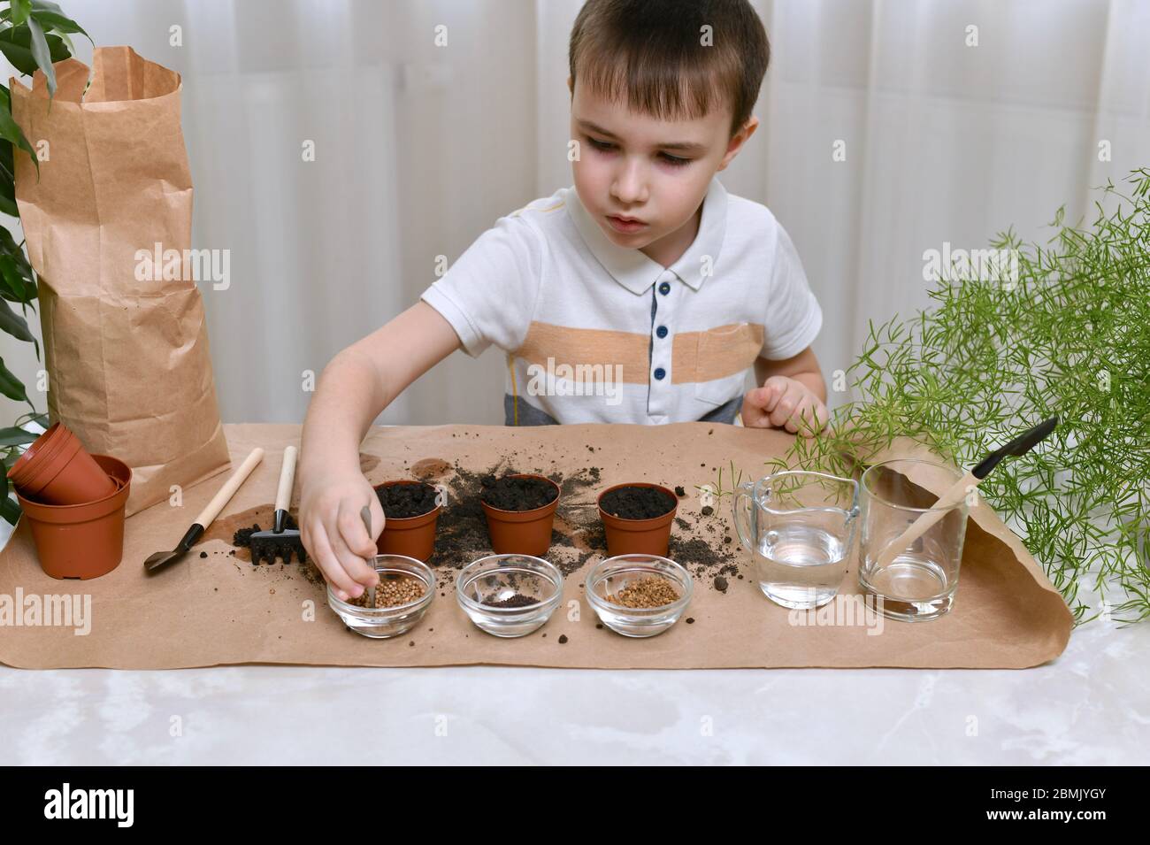 The child is busy planting micro greens seeds in small pots. The serious boy takes tweezers seeds. Stock Photo