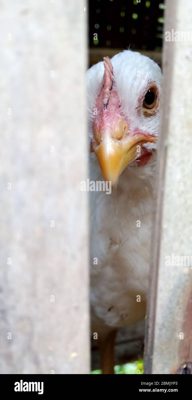 white chicken in a cage Stock Photo