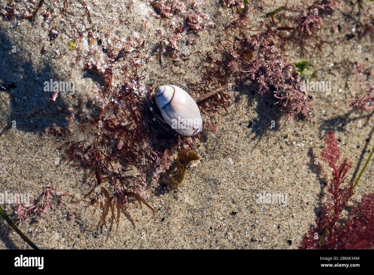 Purple olive snail hires stock photography and images Alamy