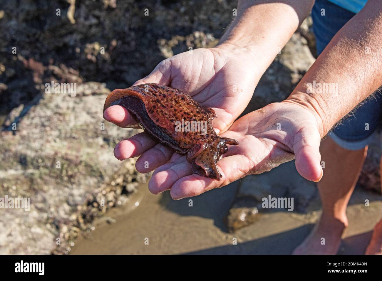 California Sea Hare (Aplysia californica) held carefully in a pair of adult hands. Stock Photo