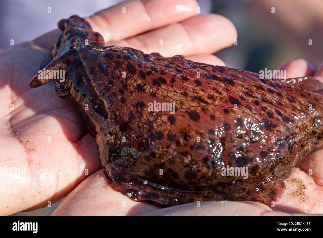 California Sea Hare (Aplysia californica) held carefully in a pair of adult hands. Stock Photo