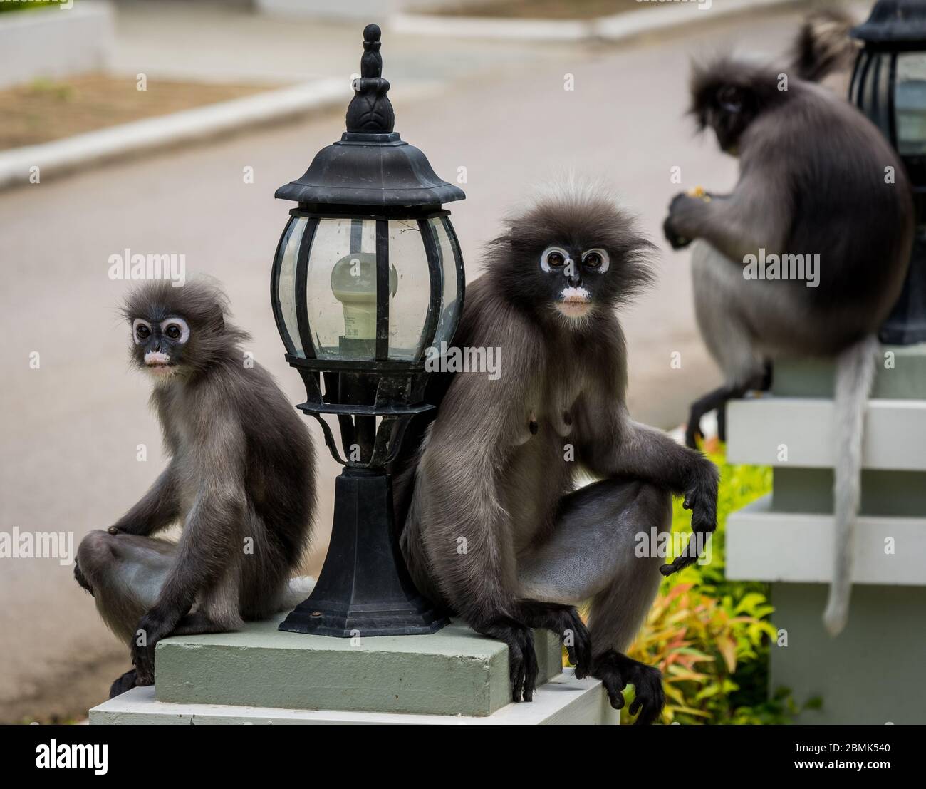 Dusky monkeys sitting on platforms next to lamps in Khao Lommuak ...