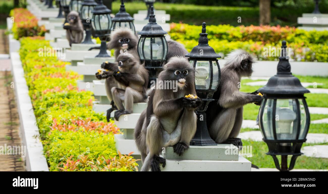 Dusky monkeys sitting on platforms next to lamps in Khao Lommuak ...