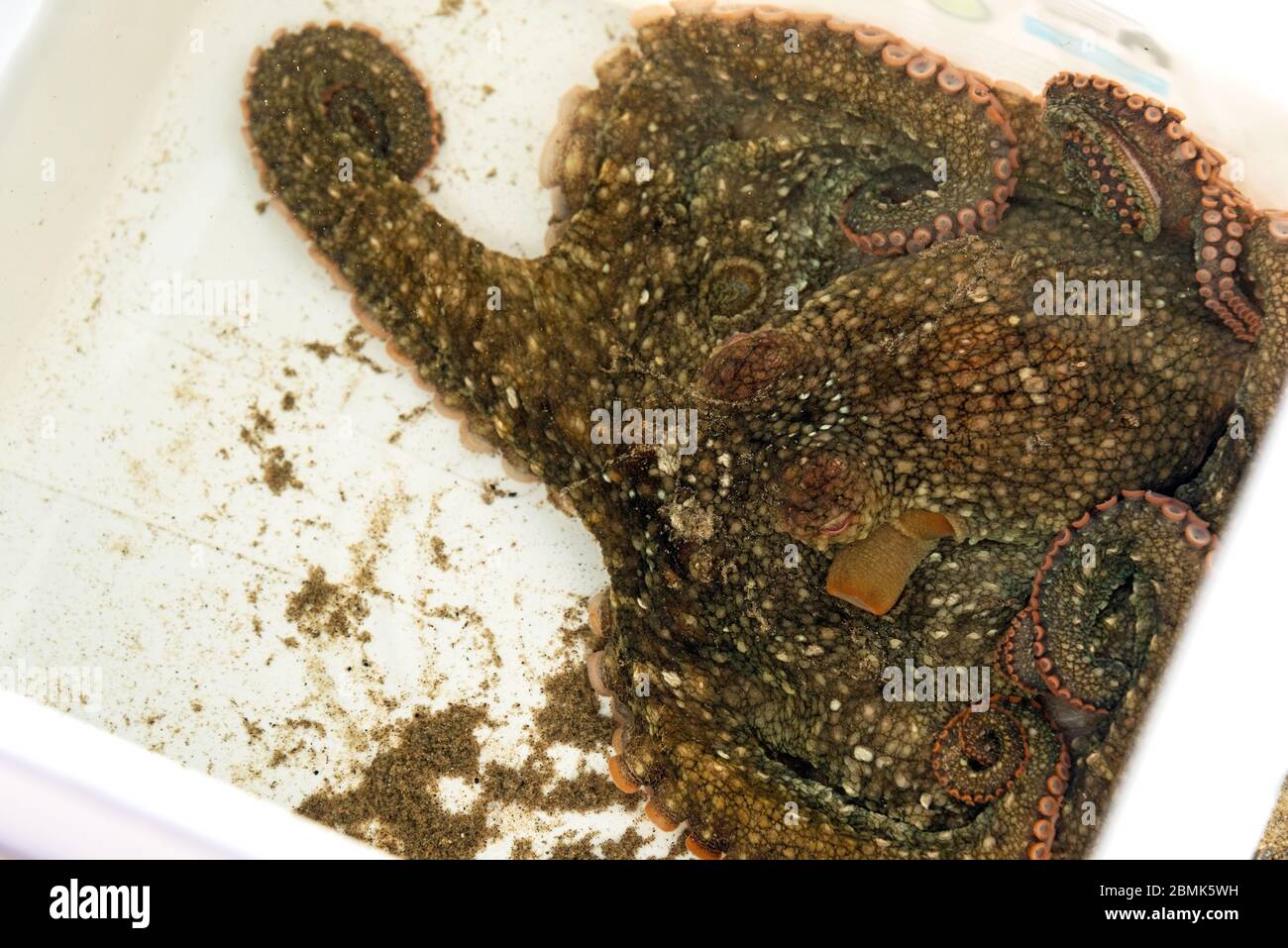 California two-spot octopus (Octopus bimaculoides) held temporarily in a bucket at Leo Carrillo State Park, Malibu, California Stock Photo