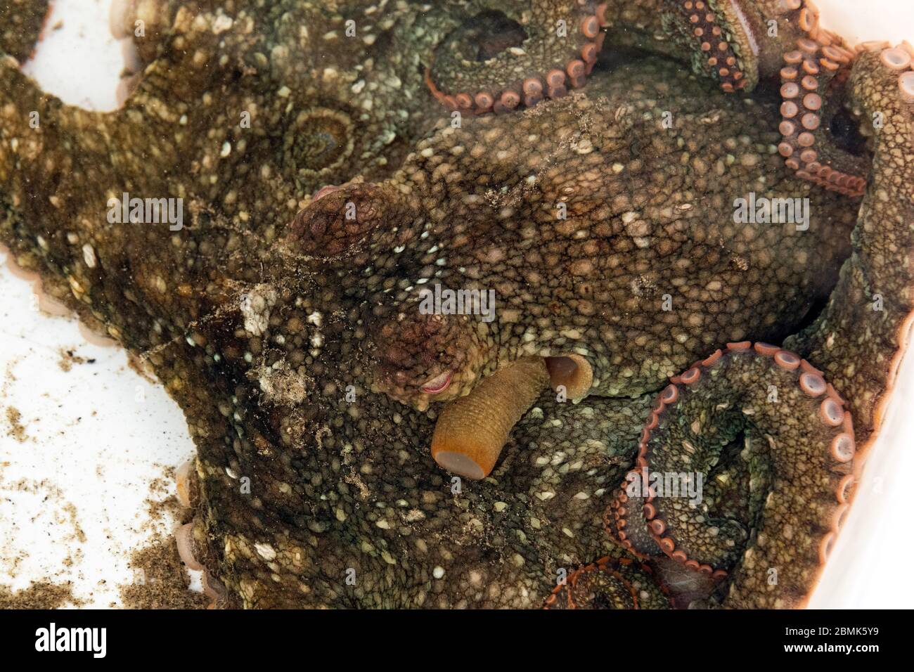 Close up of a California two-spot octopus (Octopus bimaculoides), showing the eye and siphon. Leo Carrillo State Park, Malibu, California Stock Photo