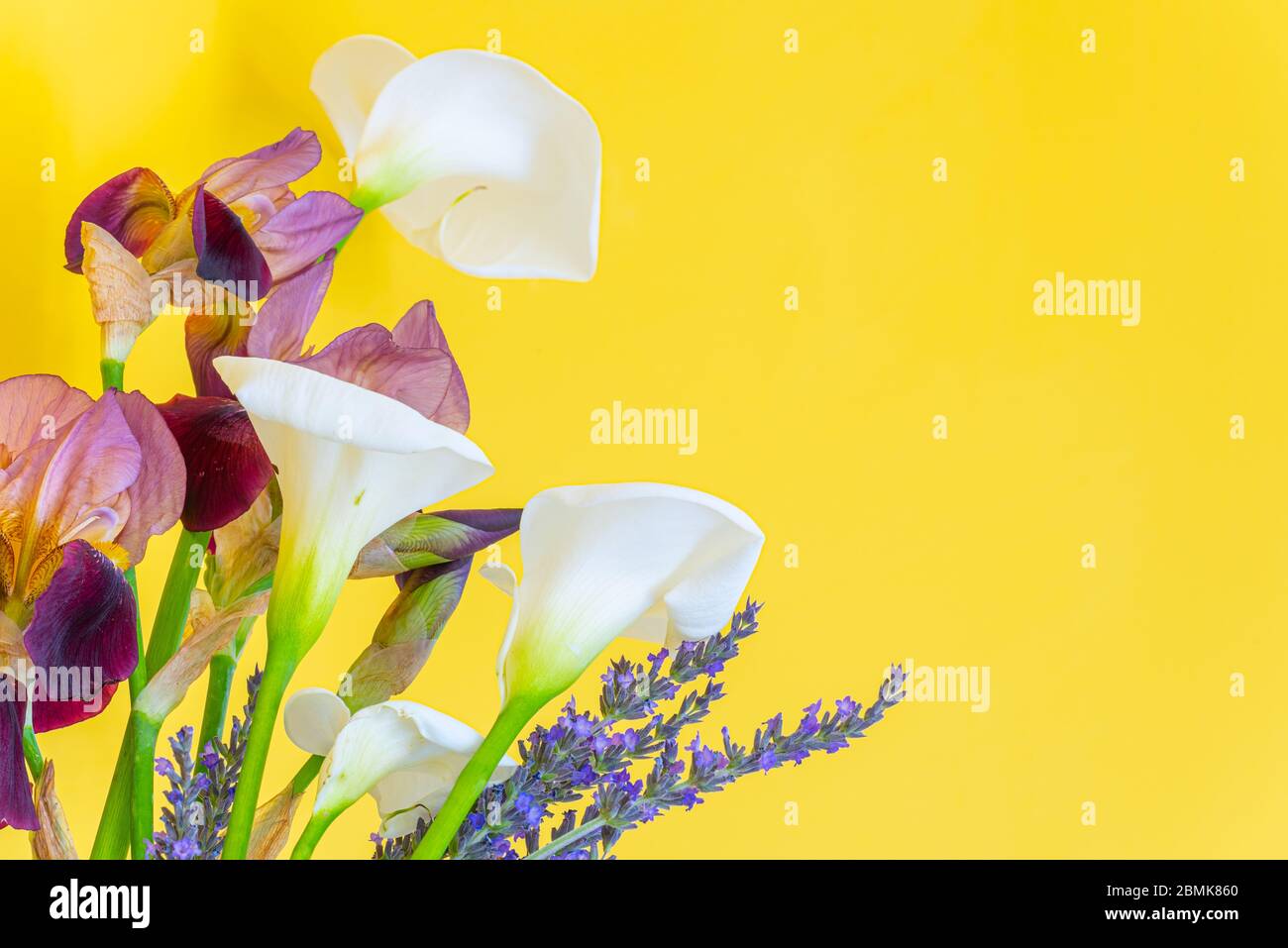 Iris Rose High Resolution Stock Photography and Images - Alamy