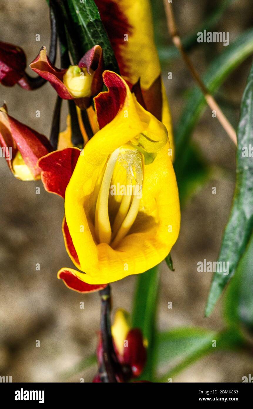 Doll's Shoes or Thunbergia Mysorensis, also called Mysore trumpetvine or Indian clock vine, is a species of flowering plant in the family Acanthaceae Stock Photo