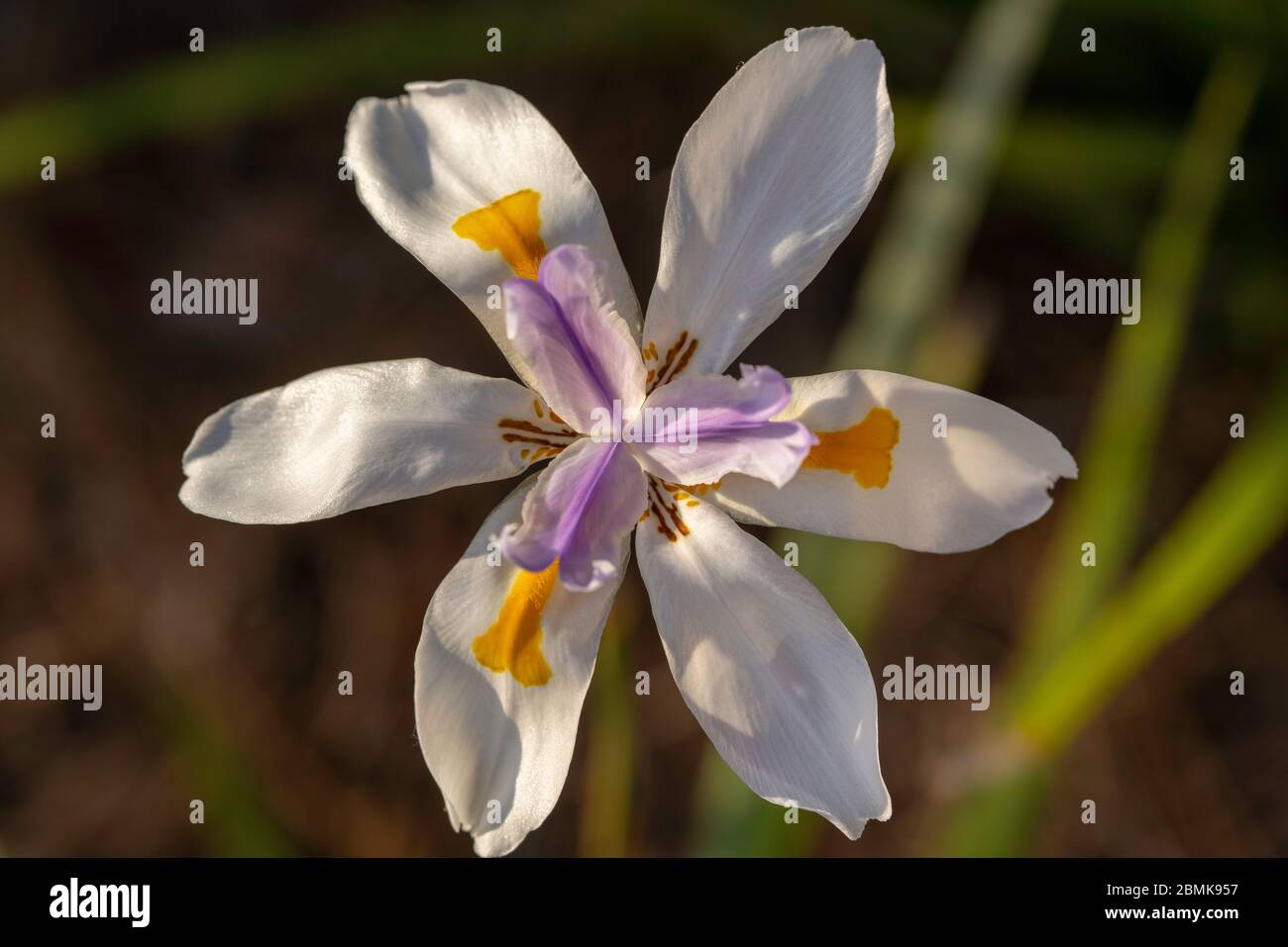 Flowers Macro Vivid Sony A7RIII Stock Photo