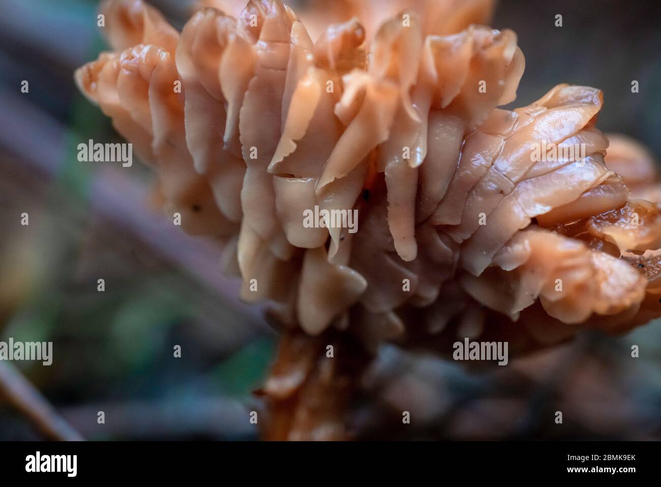 Fungus Macro Stock Photo