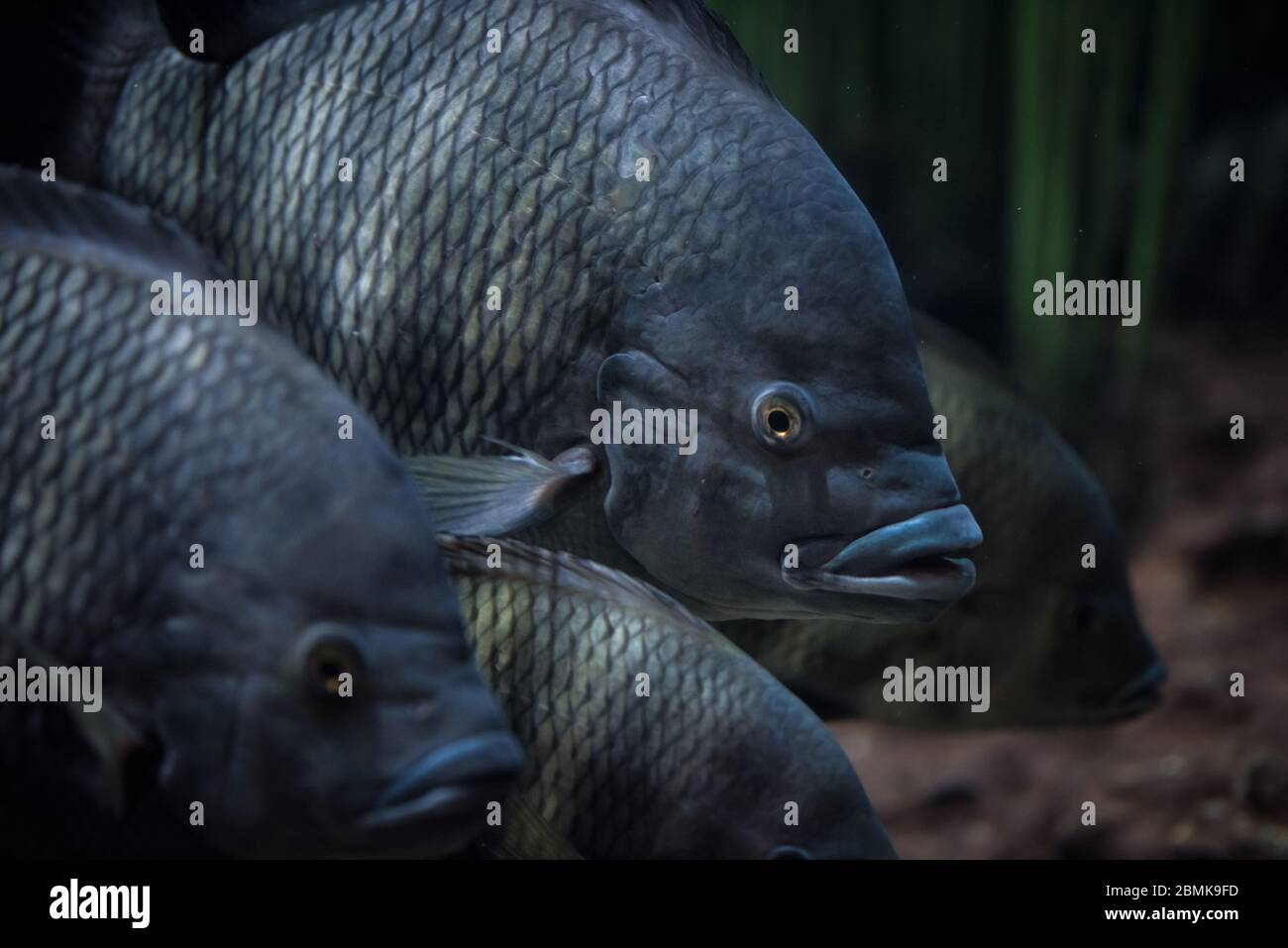 Red Tilapia fish swimming in a pond Stock Photo